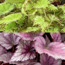 Begonia Beleaf in 12cm Pot - Rex Begonia - Striking Indoor Easy Care Houseplant