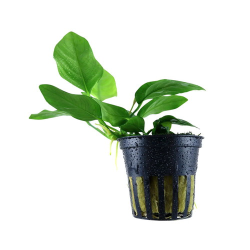 Anubias barteri var - , nana