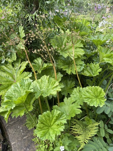 Darmera peltata umbrella - peltata.,