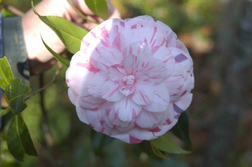 Camellia countess lavinia - camellia,