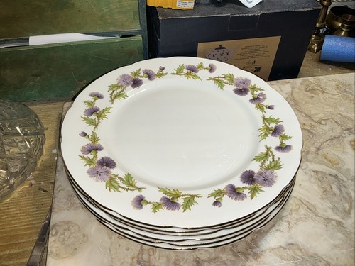 Paragon highland queen - highland,