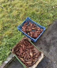 10x Organic Fresh Jerusalem