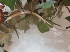 Phaenopharos khaoyaiensis 15  eggs/Insecto palo/Fásmidos/huevos