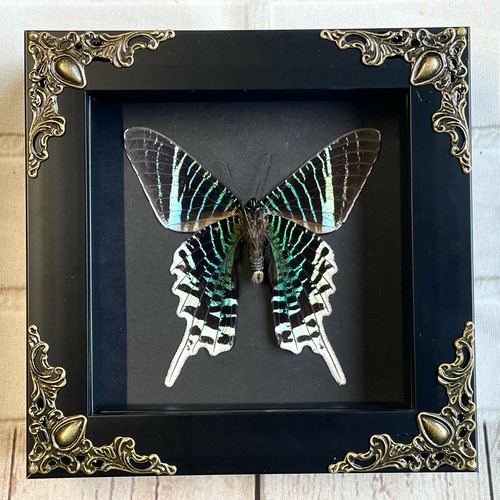 Green banded urania - banded, moth