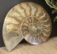 Large 150g | 11.5cm 184 Million Year Old Ammonite Madagascan Crystal Fossil