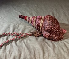 Beautiful Japanese Conch shell