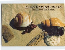 Postcard Land Hermit Crabs