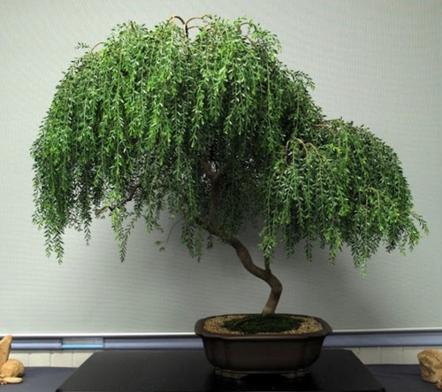 Small cuttings for - cuttings,