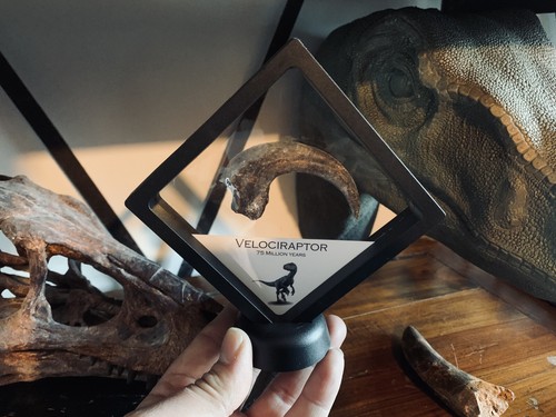 Velociraptor claw dinosaur - velociraptor,