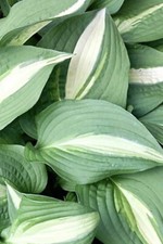 Hosta 'Lakeside Spellbinder’