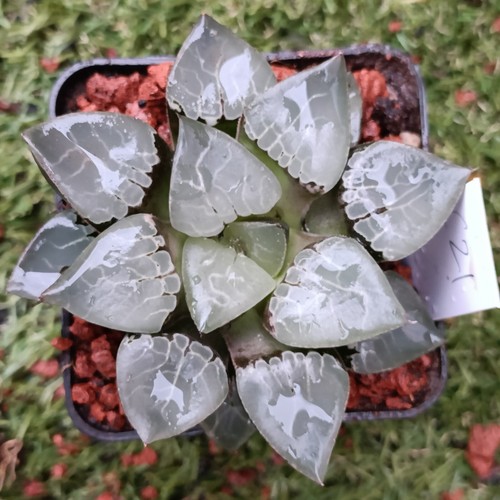Haworthia display in - haworthia, #21