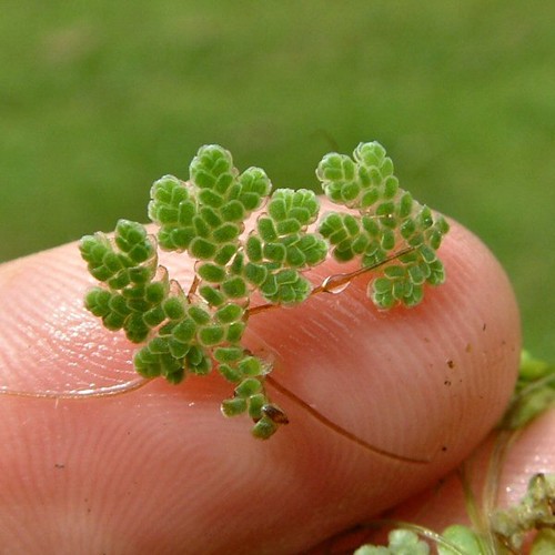 Azolla mosquito fern - mosquito,