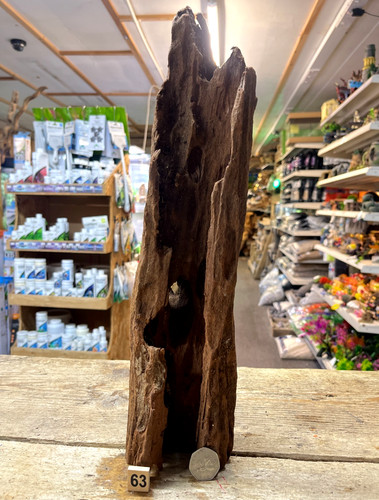 Medium natural bogwood - medium,