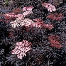 Elderberry 'Black Lace' 9cm