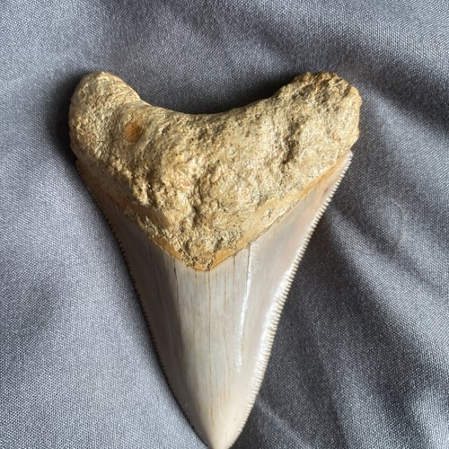 Megalodon tooth fossil java - megalodon,