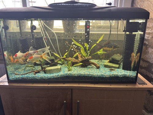 120l aquarium with - aquarium, fish