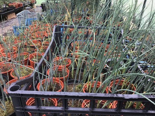 Allium drumstick plants x - plants,