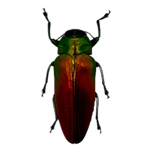 Red green metallic jewel - green,
