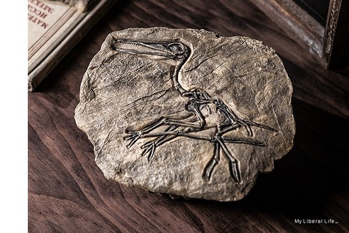 Sinosauropteryx fossil 130 - sinosauropteryx,