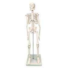 Mini Human Skeleton Model