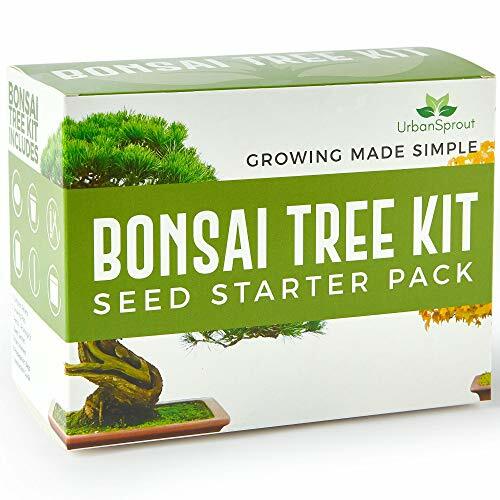Bonsai tree kit sustainable - tree,