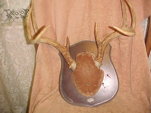 Vintage mounted deer antlers - mounted,