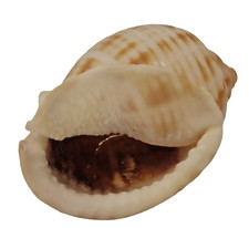 Snail phallium granulatum