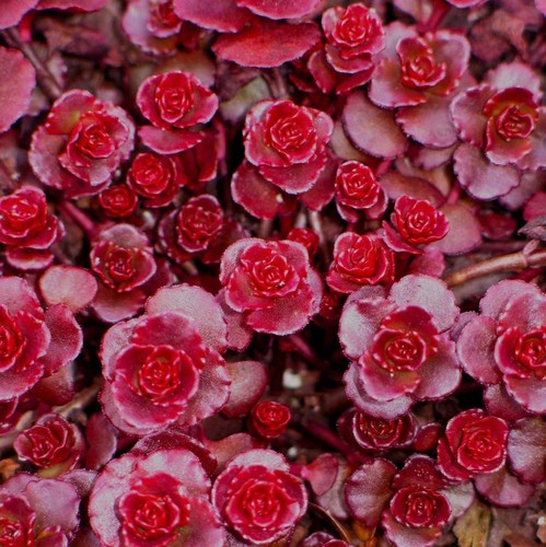 Hardy sedum unrooted - hardy, cuttings