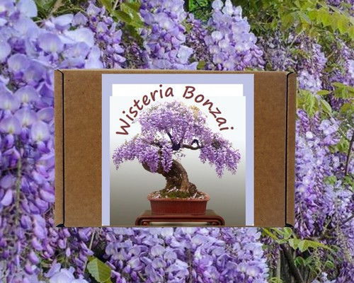 Wisteria bonsai tree - wisteria,