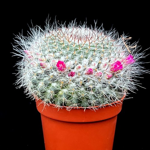 Mammillaria carmenae - mammillaria,