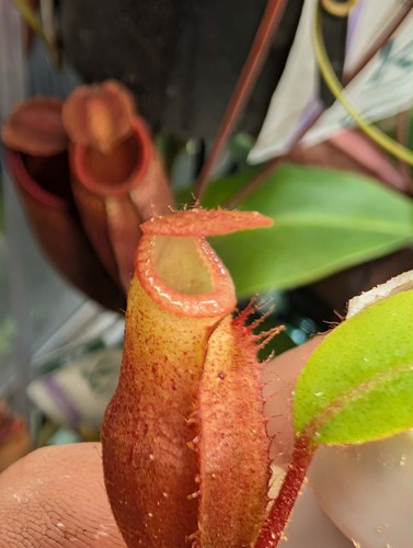 Pot two nepenthes - pot, of