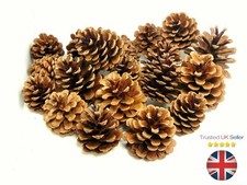 Natural Pine Cones Approx 60