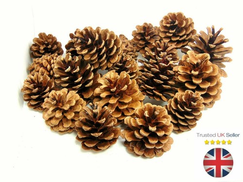 Natural pine cones - natural,