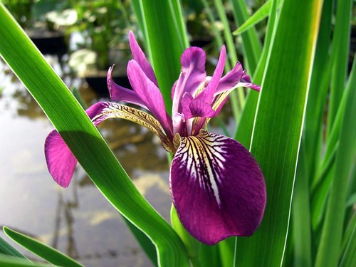 Marginal plants - plants,