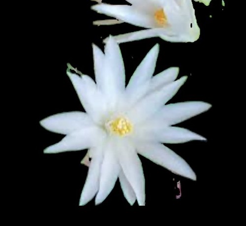 White easter cactus house - easter,