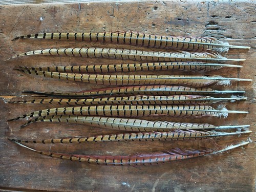 Common pheasant tail - pheasant,