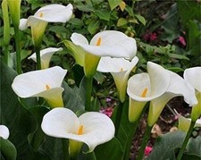Calla Lily Imported white Pack
