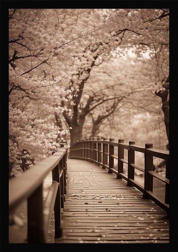 Serene cherry blossom - blossom, framed