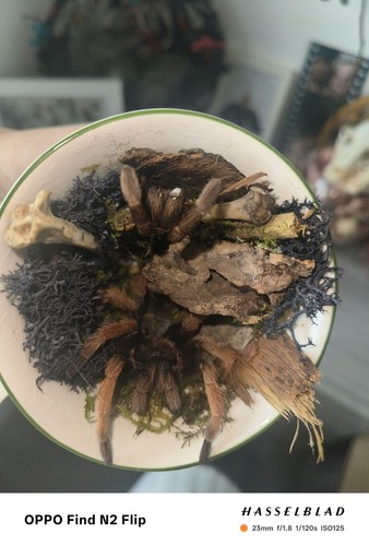 Fairy tail tarantula taxidermy - tail,
