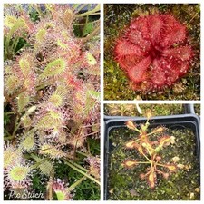 African Sundew Collection -