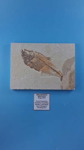 Fossilised fish rock 52 - fossilised,