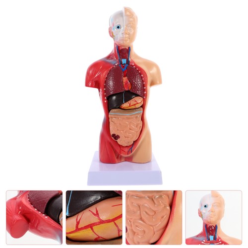 Anatomy model human torso - anatomy,