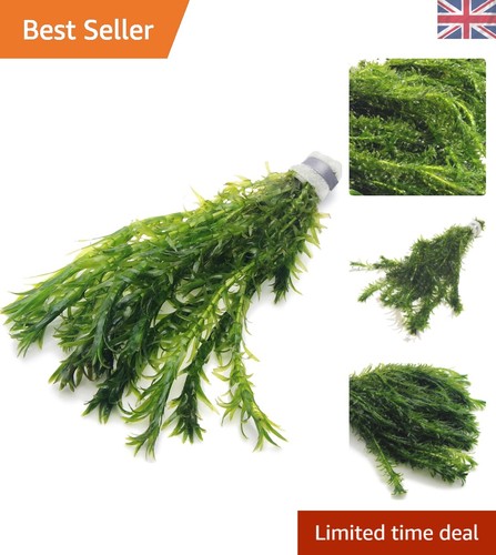 Stems elodea densa - elodea,