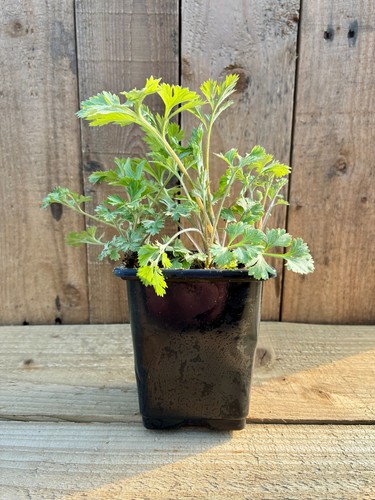 Mugwort plant artemisia - plant,