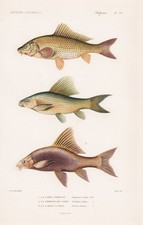 Cyprinus carpio carp carp