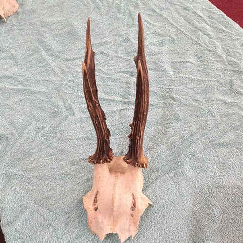 Roe deer bone - roe,