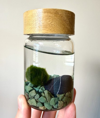 Marimo moss ball - moss,