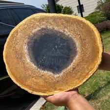 Petrified Wood Slice Natural Fossil Display Specimen - 10.2LB