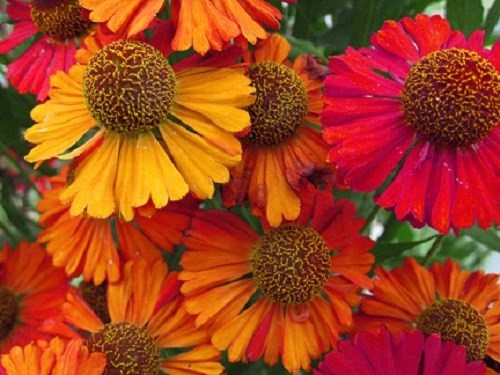 Helenium autumnale helena - helenium,