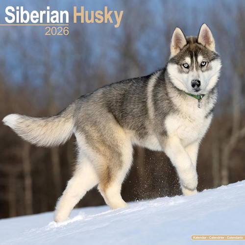 Siberian husky 2026 - siberian,